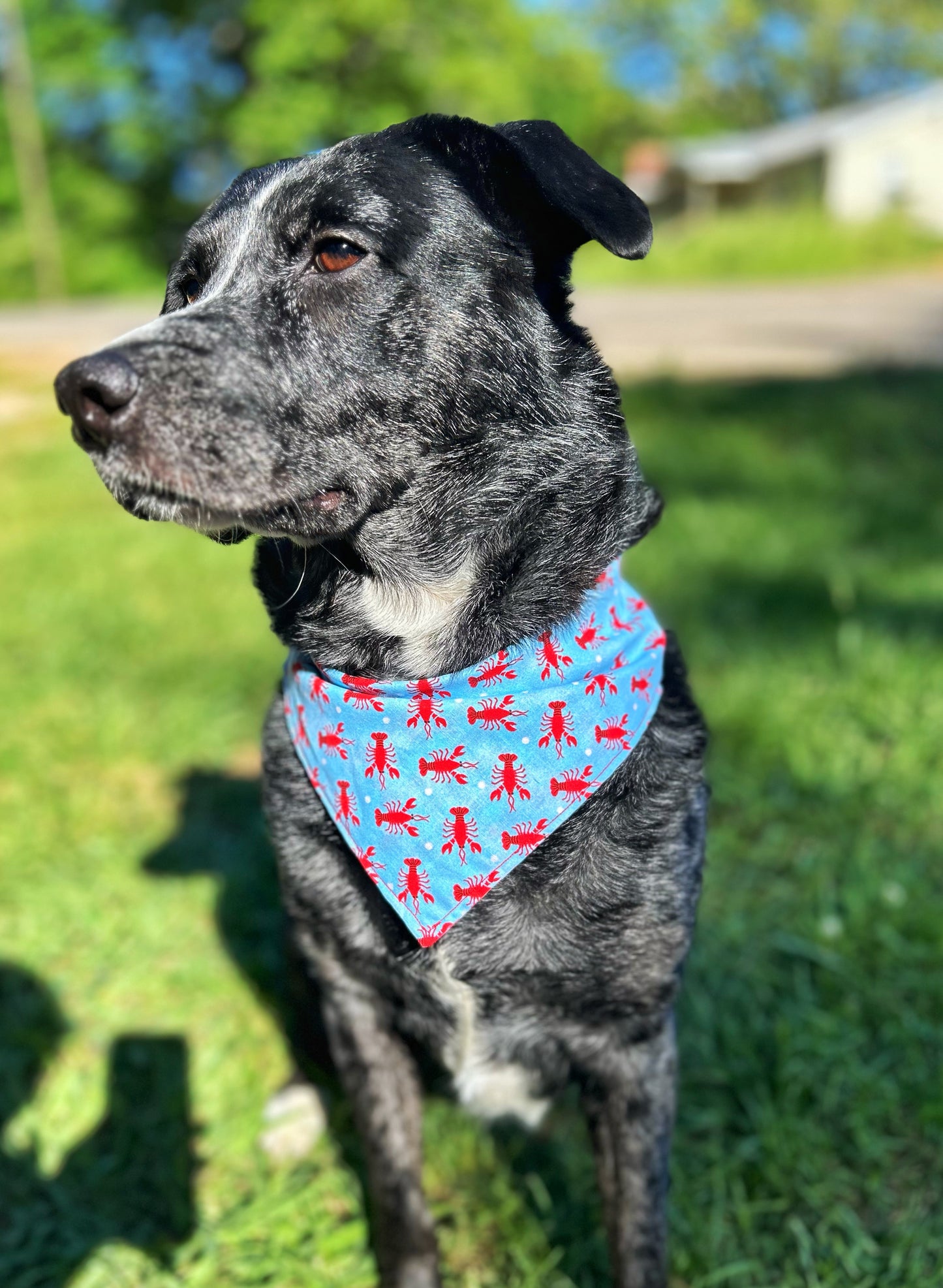 Sweet & Snappy bandana