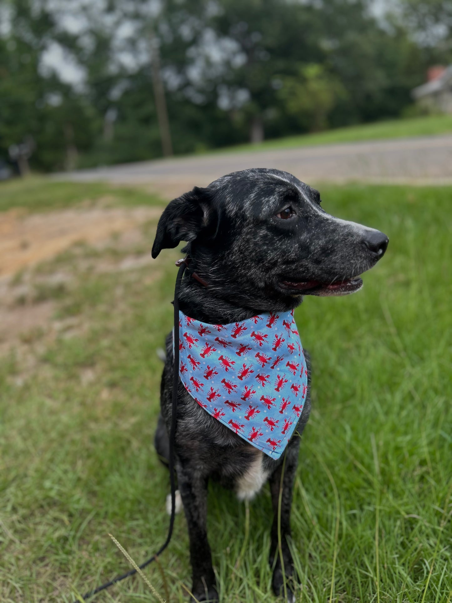 Anchors’s away snap-on