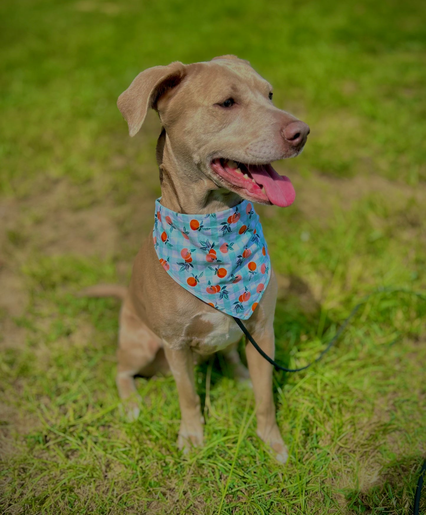 Citrus squeeze snap-on