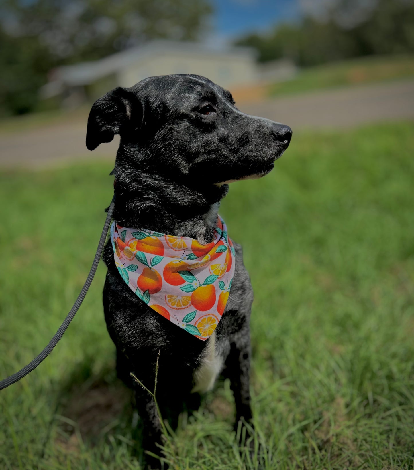 Citrus squeeze snap-on